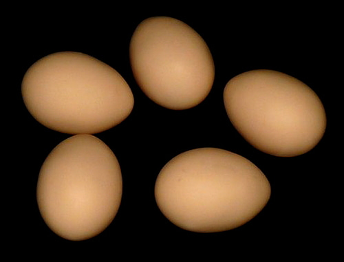 슈퍼 라텍스 에그    Super Latex Egg - Brown