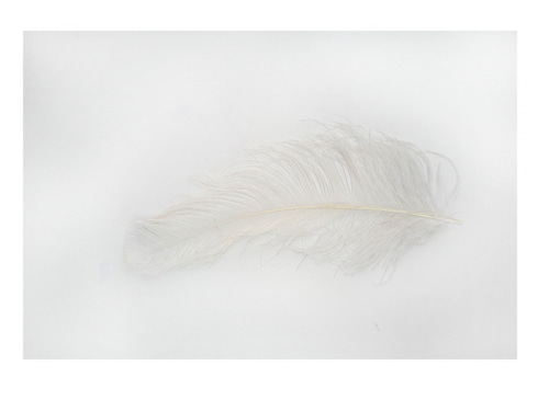 타조 깃털 (흰색)    Ostrich feather (White)